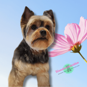 Yorkshire Terrier Yorkshire Terrier