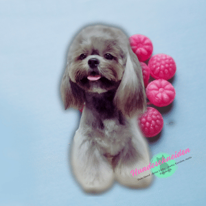 Kleiner Mix Hund Kleiner Mix Hund