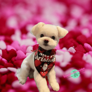 kleiner Malteser kleiner Malteser