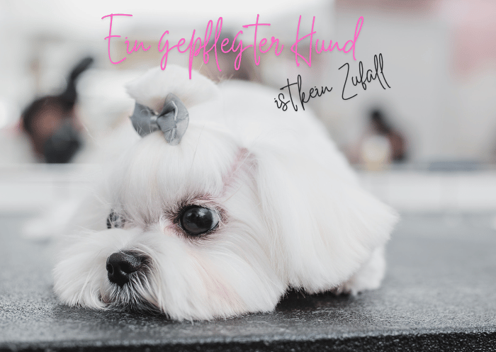 ein gepflegter hund ein gepflegter hund