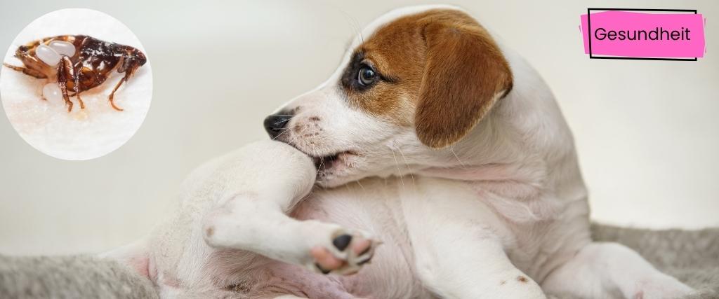 Flöhe beim Hund Hund und Katze bei Flohbehandlung – Tipps von Manuela Franck