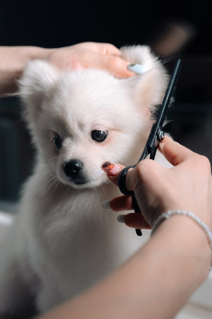 Adorable white puppy gets a haircut during a grooming session. Perfect pet salon image.
