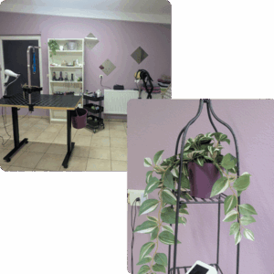 Home Helle Räume im Hundesalon Franck