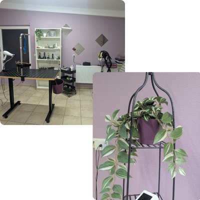 Home Helle Räume im Hundesalon Franck