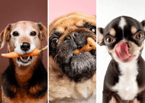 Ernährungsberatung für Hunde und Katzen Ernährungsberatung für Hunde und Katzen