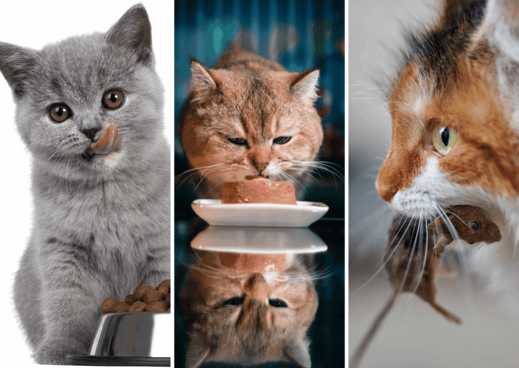 katzenfutter Ernährungsberatung für Katzen – wenn Futter nicht mehr gut vertragen wird