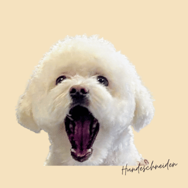 Home Bolonka im Hundesalon frisiert