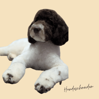 doodle schneiden doodle schneiden