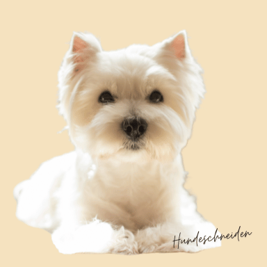 Westi trimmen Westi trimmen