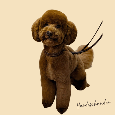 Home Doodle im Hundesalonfranck geschnitten