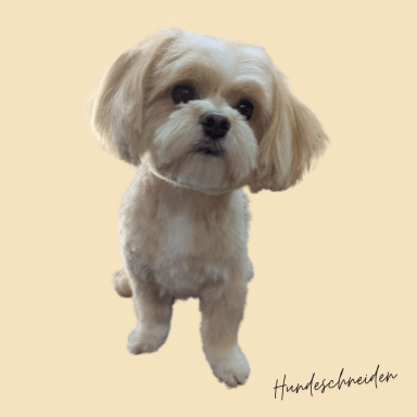 Home kleiner Mischling im Hundesalon Franck frisiert