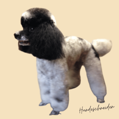 Home Zwergpudel im Hundesalon geschnitten