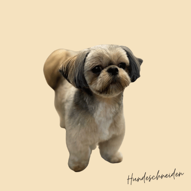 Havaneser schneiden Havaneser schneiden