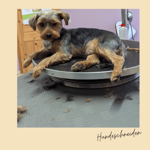 entspannter yorksihre im hundesalon franck entspannter yorksihre im hundesalon franck