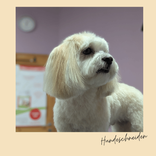 entspannter kleiner hund im hundesalon entspannter kleiner hund im hundesalon