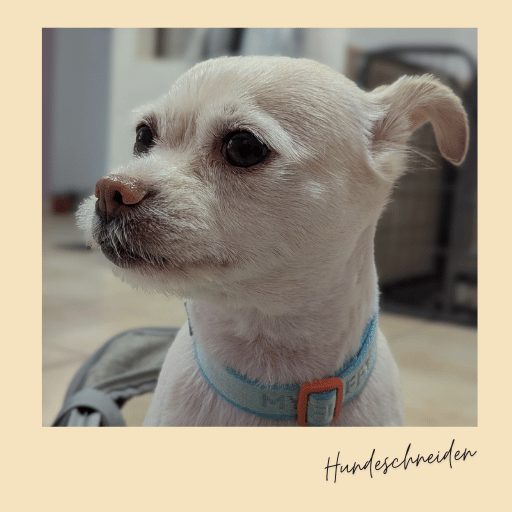 kleiner mix im hundesalon franck kleiner mix im hundesalon franck