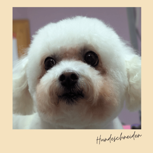 süßer kleiner hund im hundesalonfranck süßer kleiner Bichon im hundesalonfranck